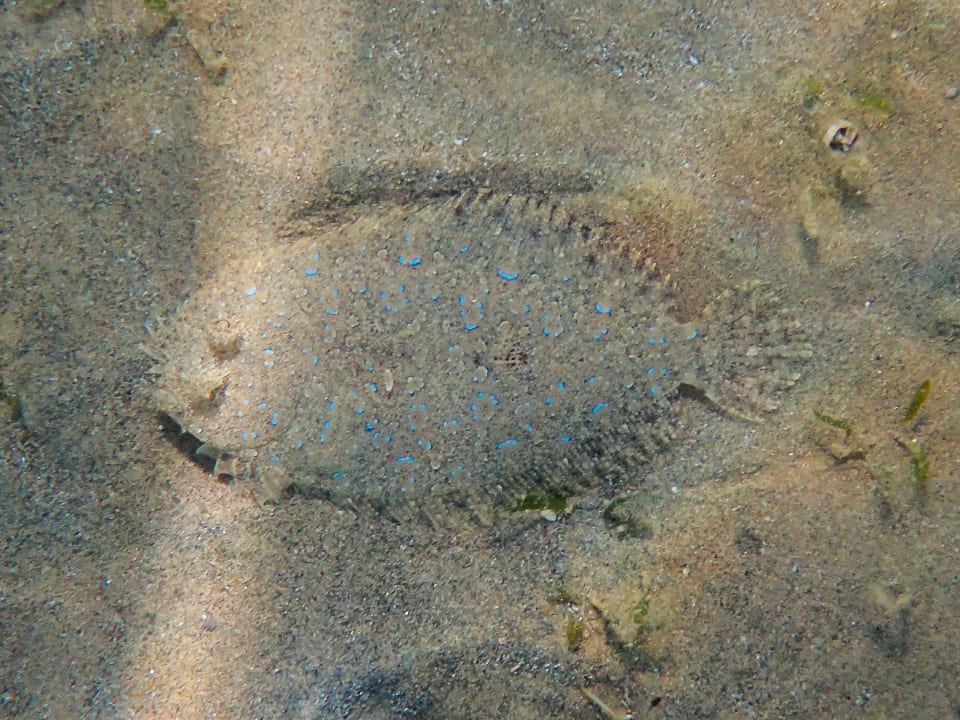 Sport & Freizeit Steigenberger Coraya Beach - Adults only