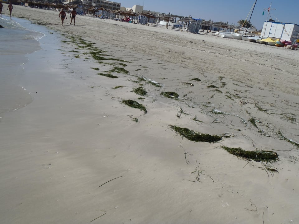 Der Strand mit Seegras TUI MAGIC LIFE Penelope Beach