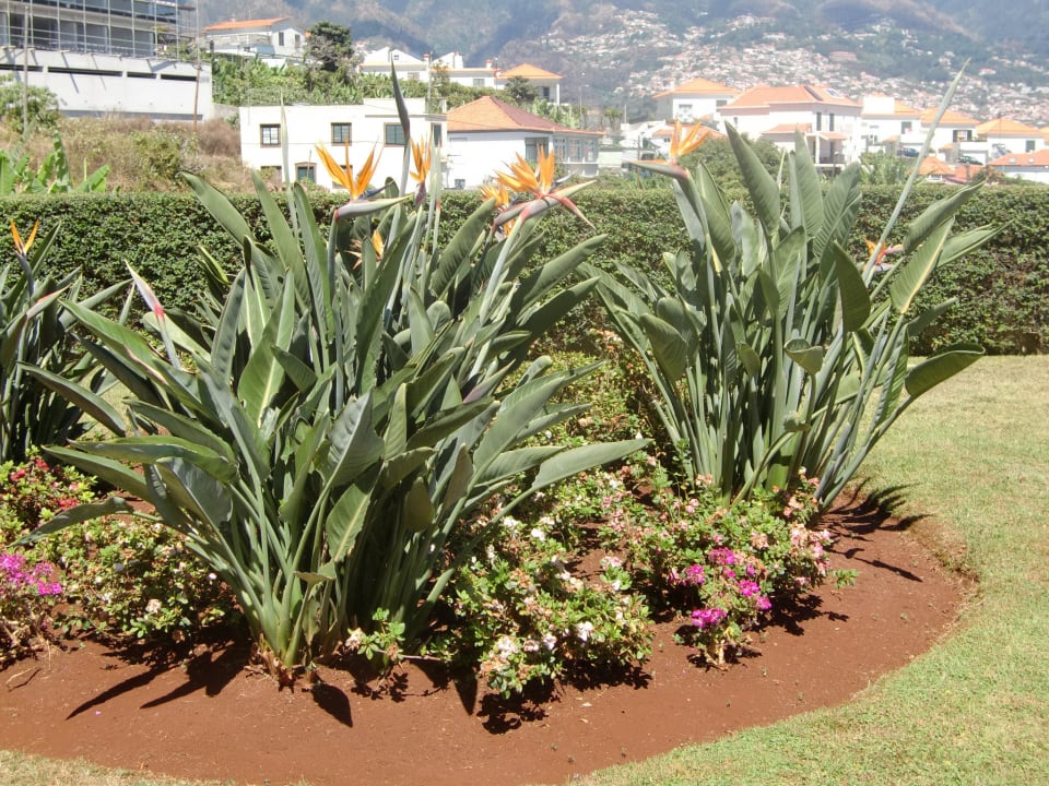 Außenbereich Hotel Madeira Panoramico