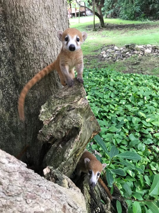 Sonstiges Iberostar Waves Paraiso del Mar
