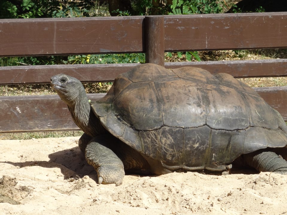 Gartenanlage Maritim Resort & Spa Mauritius
