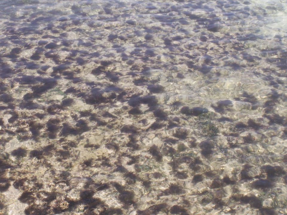 Karibik pur. Grand Muthu Club Caribbean Runaway Bay