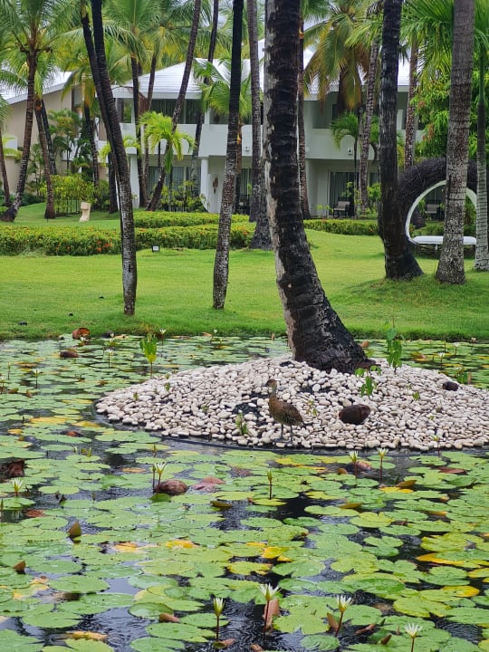 Gartenanlage Meliá Punta Cana Beach Resort - A Wellness Inclusive For Adults Only