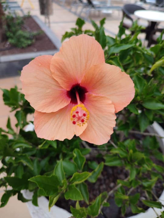 Gartenanlage Los Hibiscus app 408
