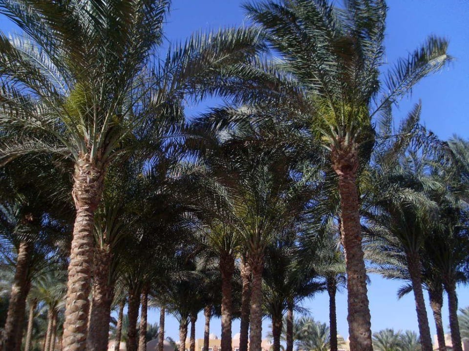 Anlage Makadi Palace