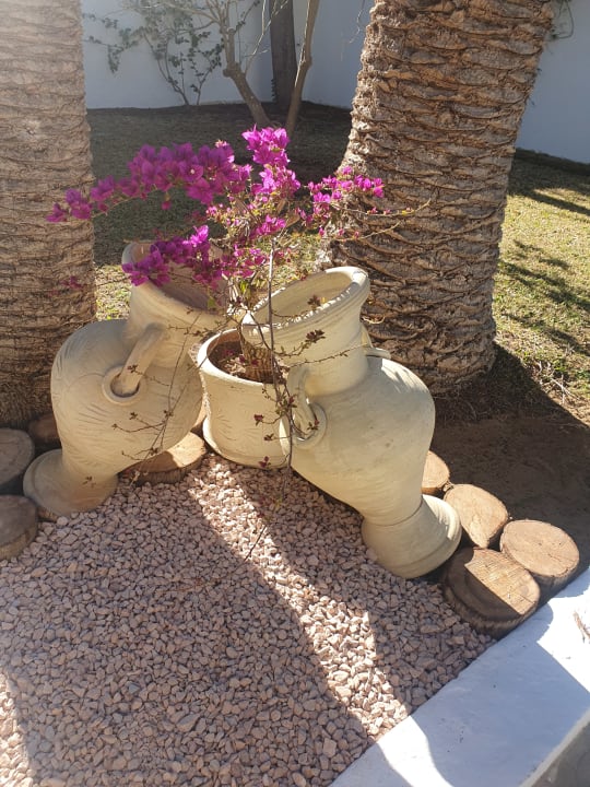 Gartenanlage The Orangers Beach Resort and Bungalows