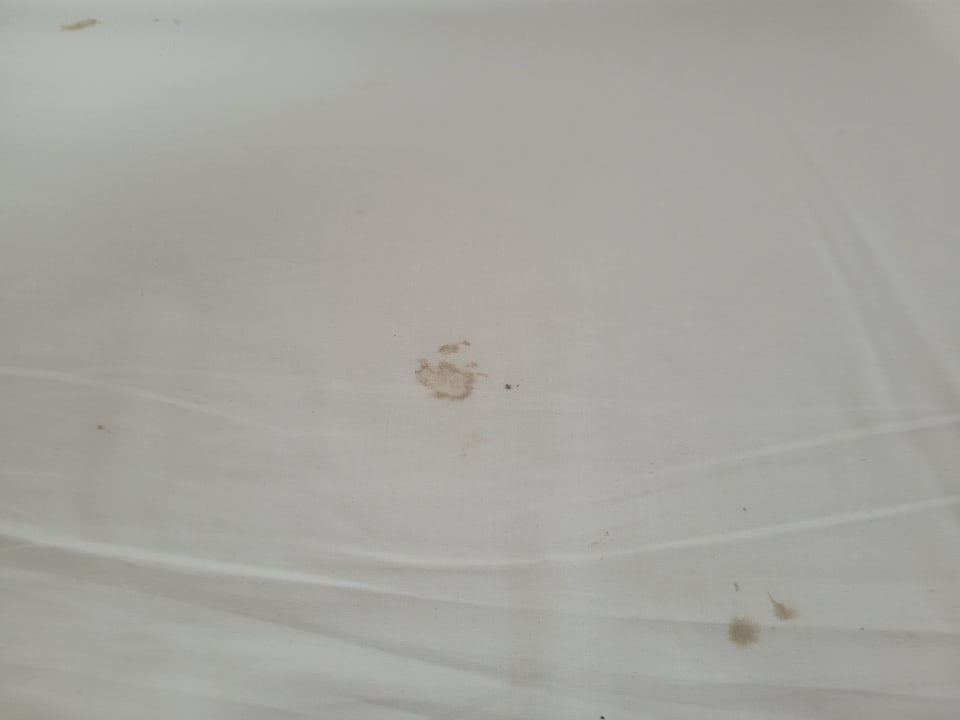 Zimmer Clover Magic Nova Beach