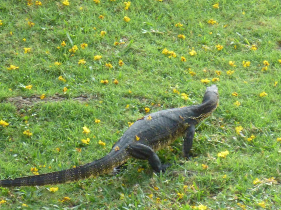Ein kleiner Mitbewohner InterContinental Bali Resort