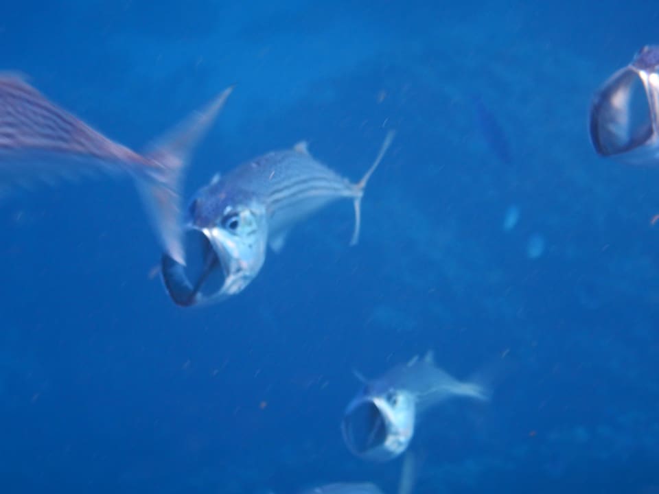 Sport & Freizeit Shams Alam Beach Resort