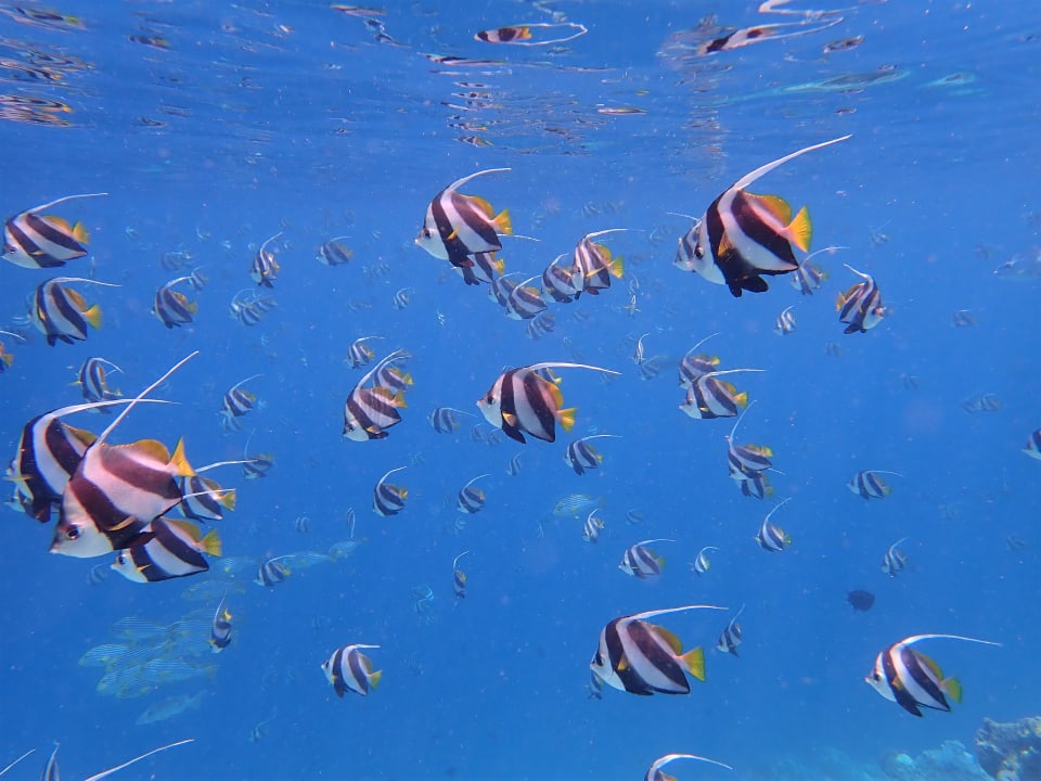 Sport & Freizeit Filitheyo Island Resort