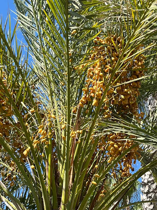 Gartenanlage Bella Resort & Spa