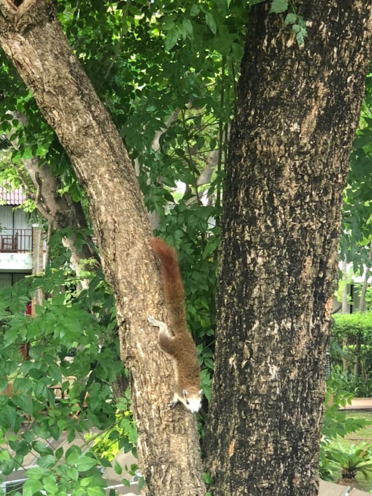 Gartenanlage Woodlands Hotel & Resort