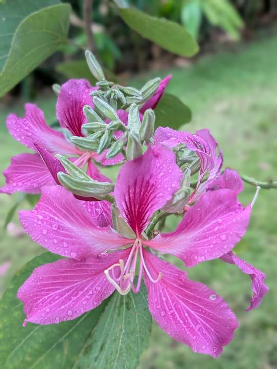 Gartenanlage Lahana Resort Phu Quoc