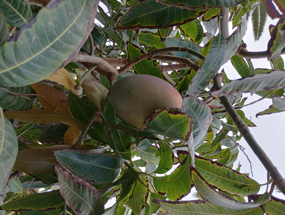 Gartenanlage R2 Romantic Fantasia Suites - Adults only