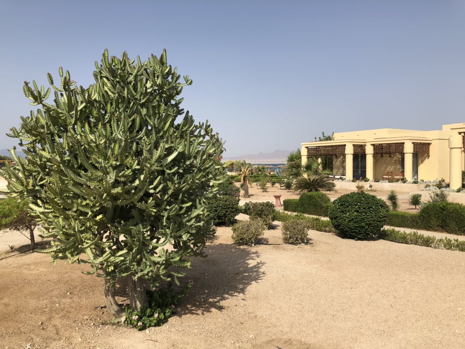 Gartenanlage Hotel Sheraton Soma Bay Resort