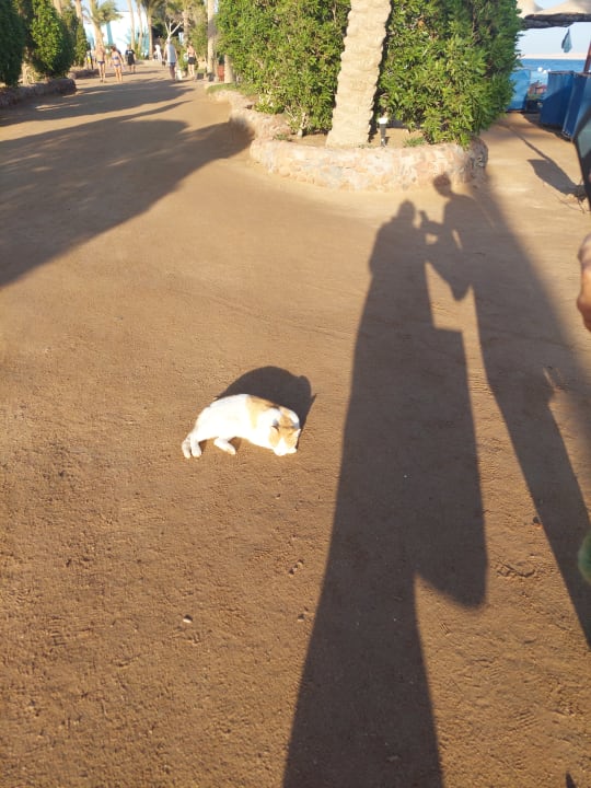 Strand Arabia Azur Resort