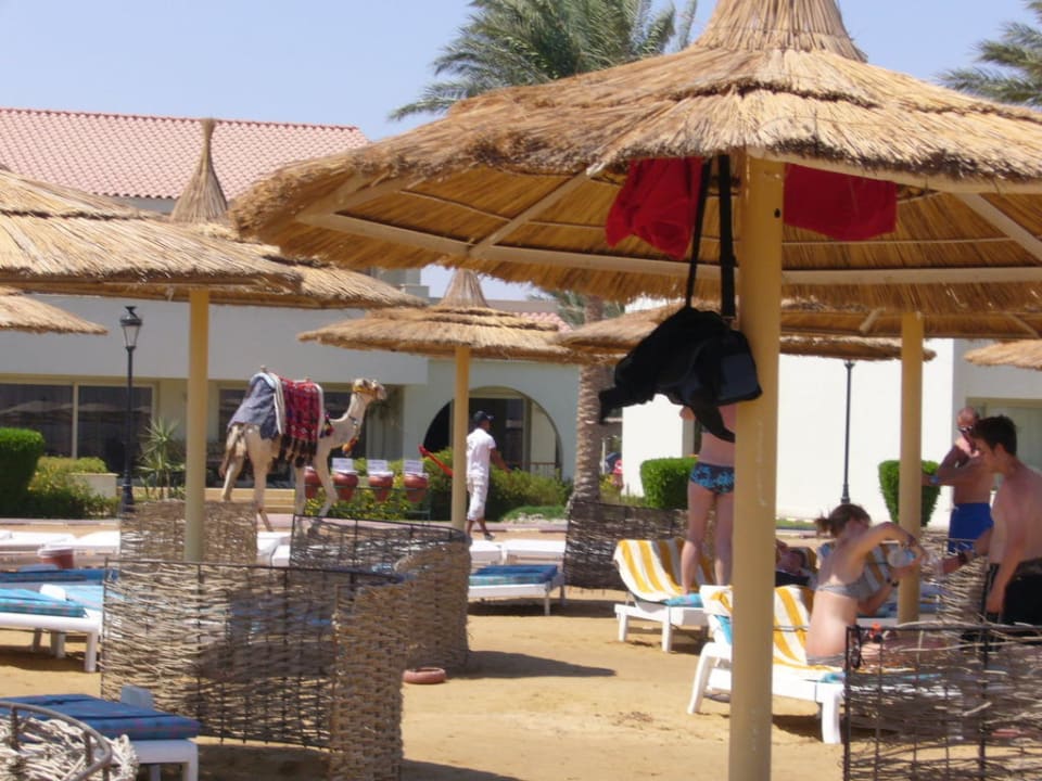Mozes, das Strandkamel Pickalbatros Alf Leila Wa Leila Resort - Neverland Hurghada