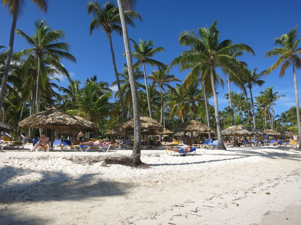 Palmen  Catalonia Punta Cana - All Inclusive