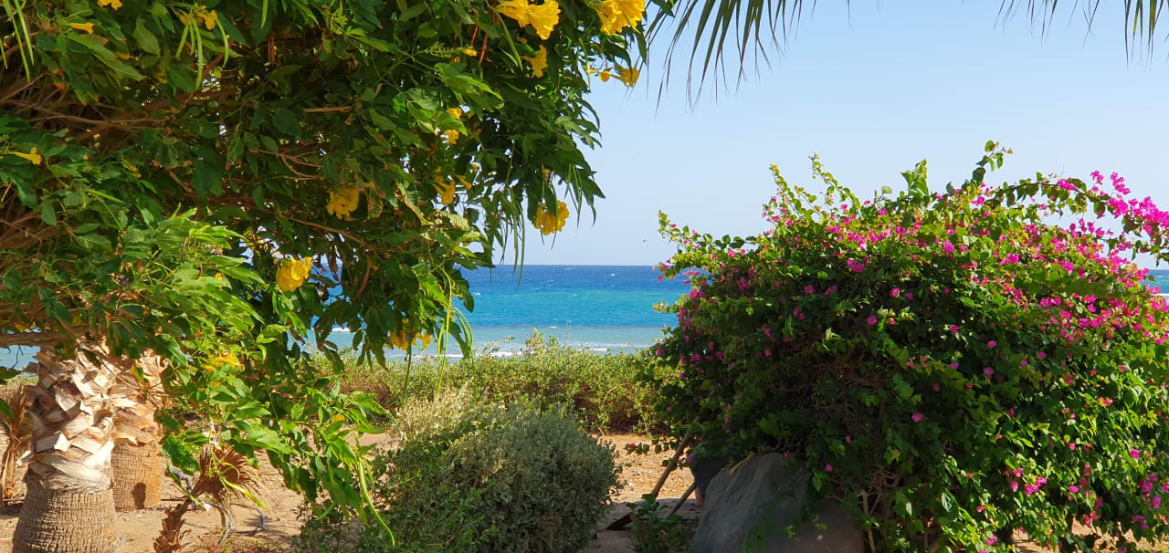 Gartenanlage Three Corners Equinox Beach Resort