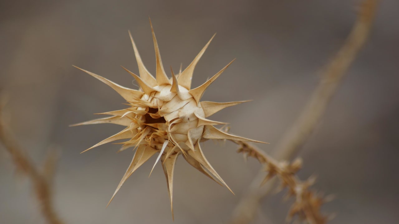 Eressos Villa Marilena