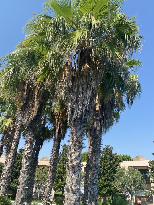 Gartenanlage Gloria Serenity Resort