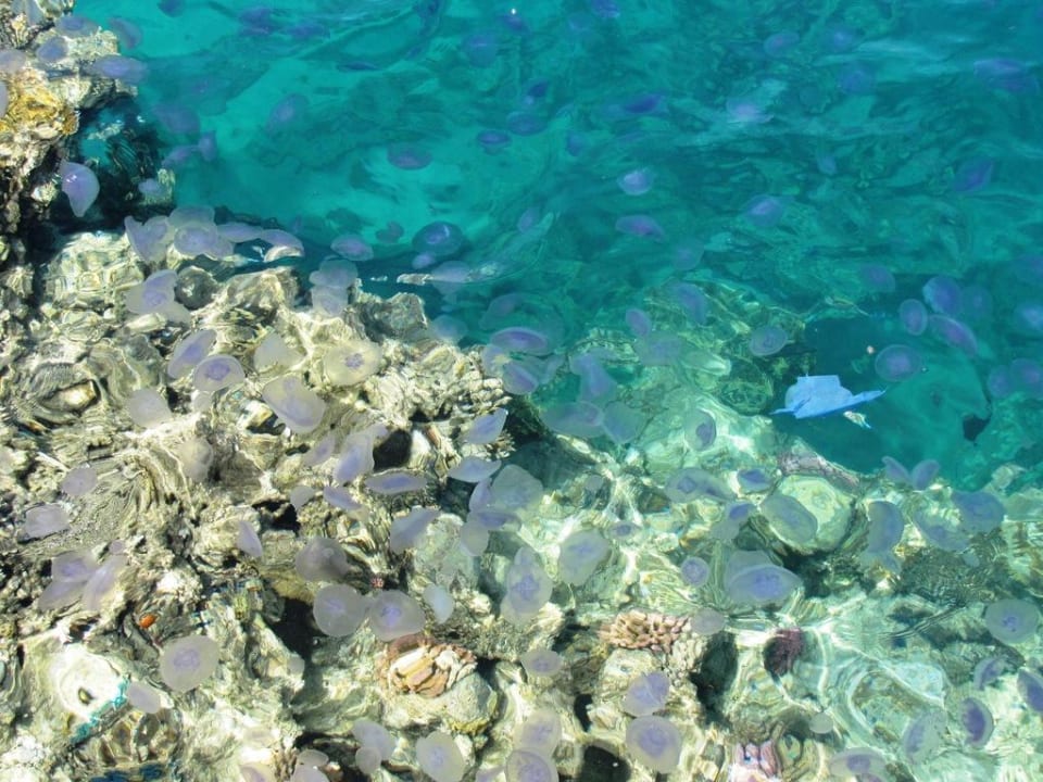Quallen Fantazia Resort Marsa Alam