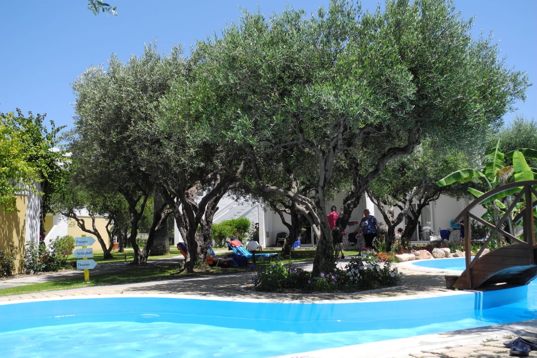 Wunderschöne Olivenbäume TUI KIDS CLUB Alex Beach