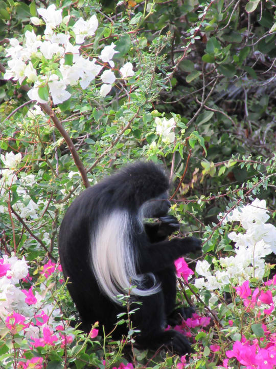 Affen...nicht die Balkoneindringlinge Hotel Southern Palms Beach Resort