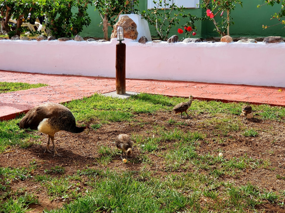 Gartenanlage HL Miraflor Suites Hotel