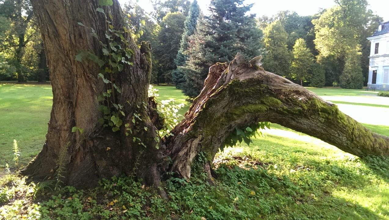 Tolle Bäume Pałac Sieniawa