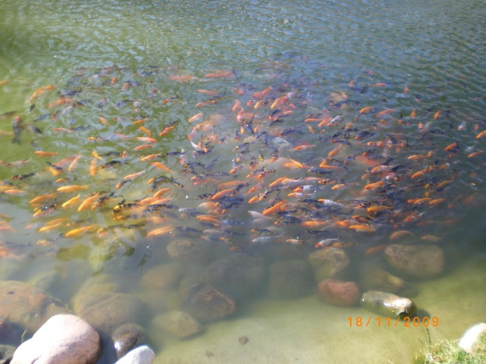 Fischteich Makadi Palace