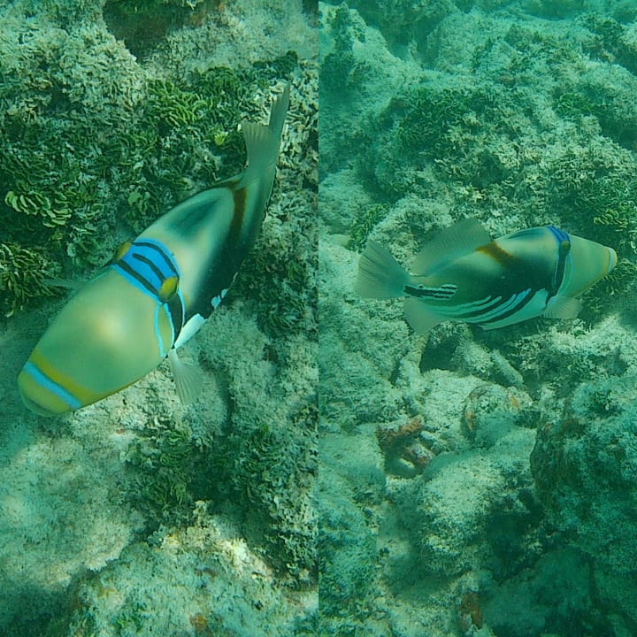 Strand Meeru Maldives Resort Island