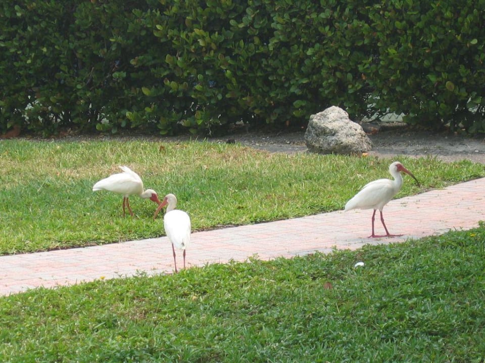 Vögel in der Gartenanlage Hotel South Seas Island Resort