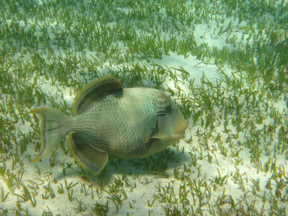 Sonstiges True Beach Village