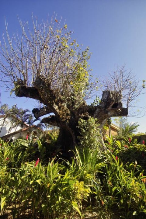 Pochote Baum Hotel Pochote Grande