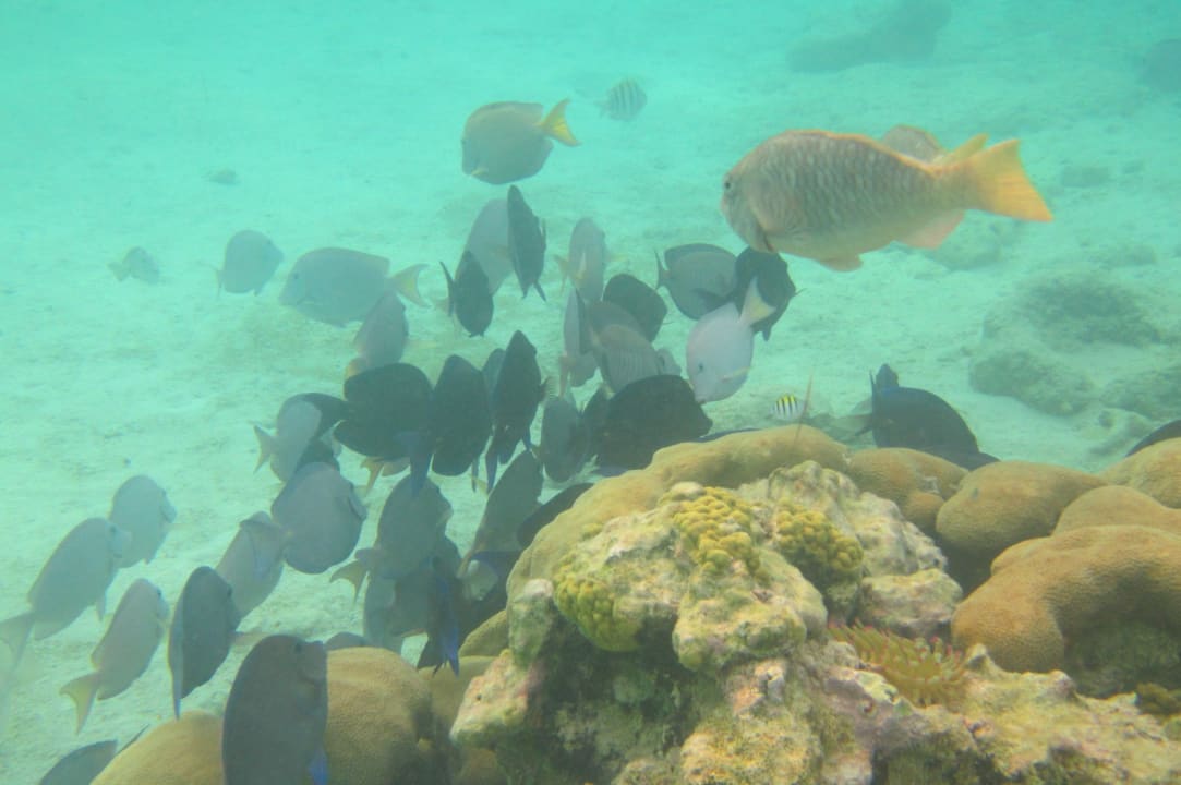 Sport & Freizeit Akumal Bay Beach & Wellness Resort