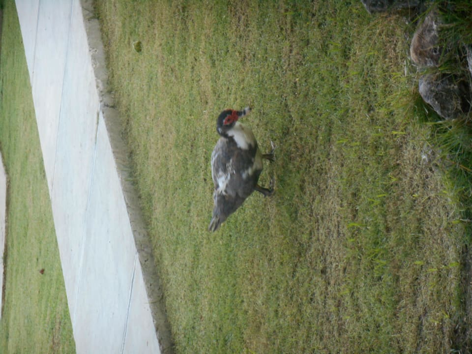 Enten Villas Bavaro Resort & Spa