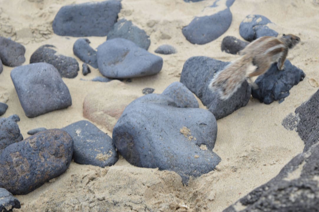 Streifenhörnchen/Strand TUI MAGIC LIFE Fuerteventura