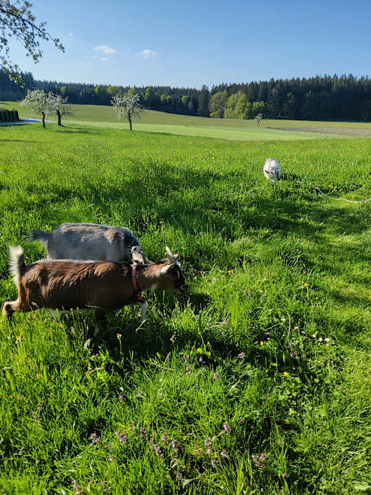 Gartenanlage Ferienhof Uebelhör
