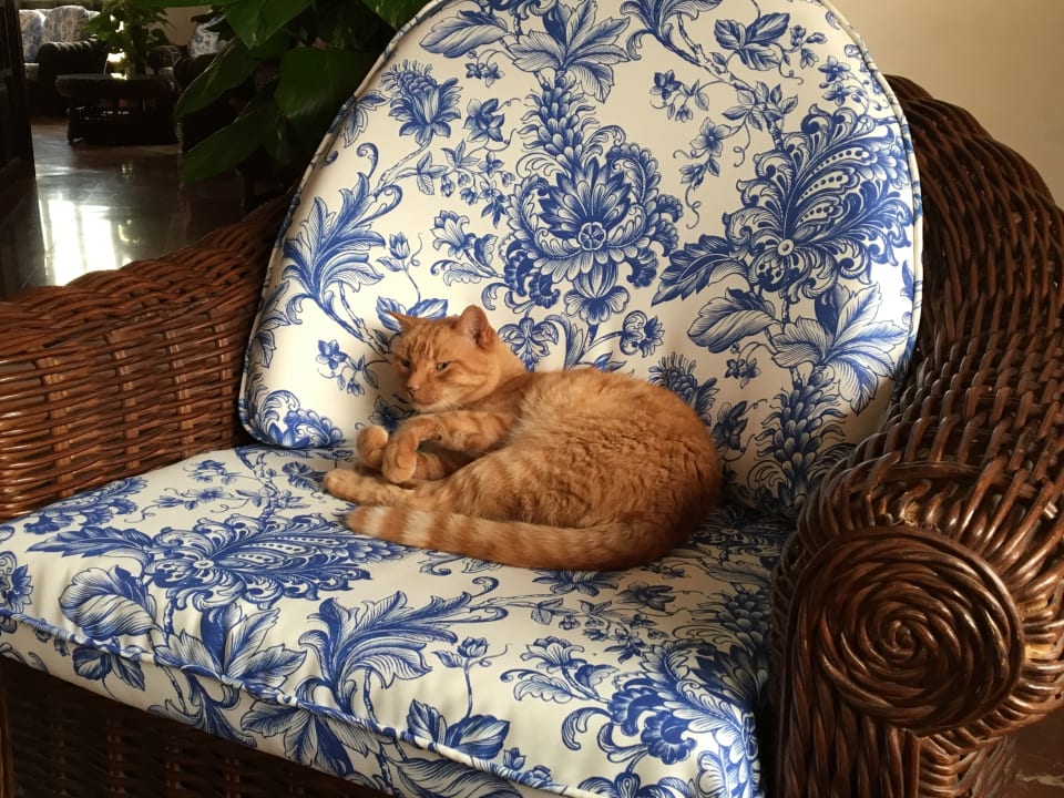 Lobby Hotel Parque Tropical