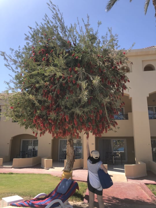 Gartenanlage Cleopatra Luxury Resort Makadi Bay