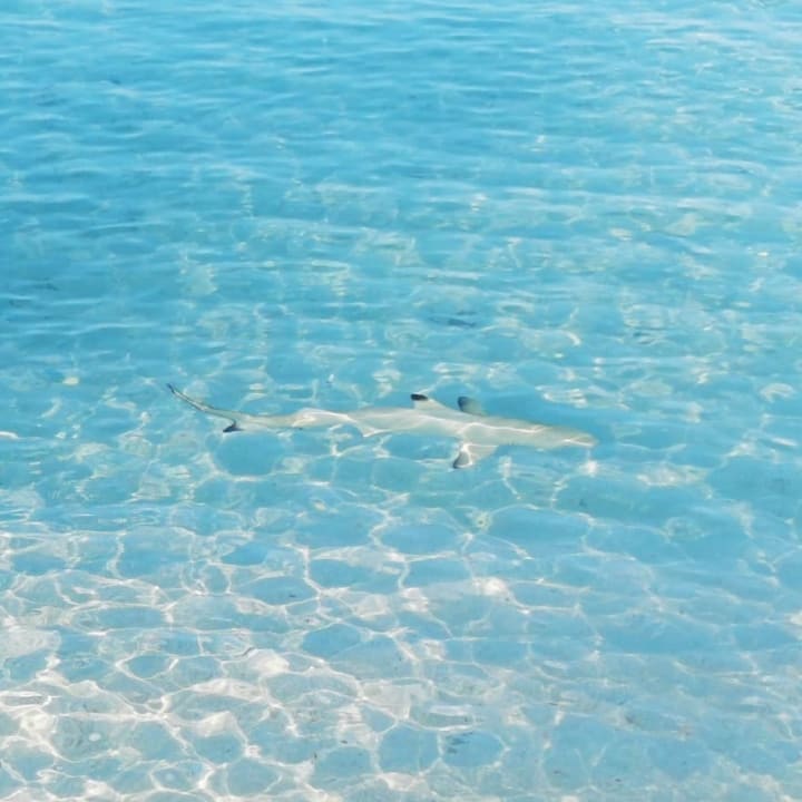 Strand Summer Island Maldives