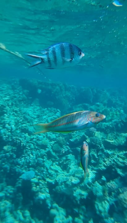 Sport & Freizeit Club Paradisio El Gouna, Red Sea
