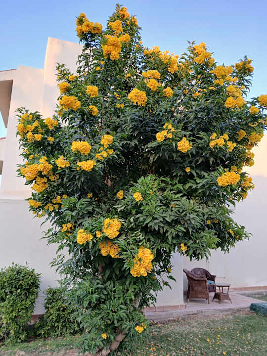 Gartenanlage Lotus Bay Beach Resort