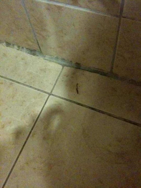 Schimmel Aska Bayview Resort