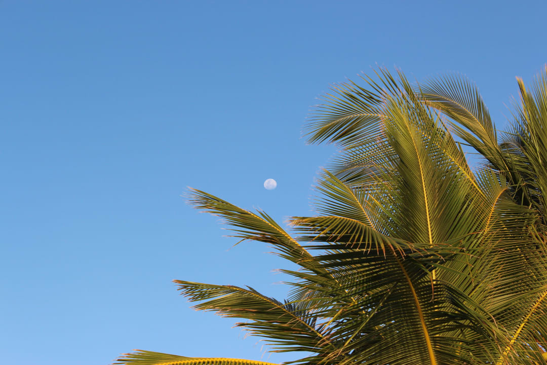 Palme  Summer Island Maldives