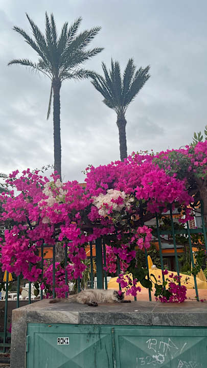 Sonstiges alltoura Club Hotel Akeah Broncemar