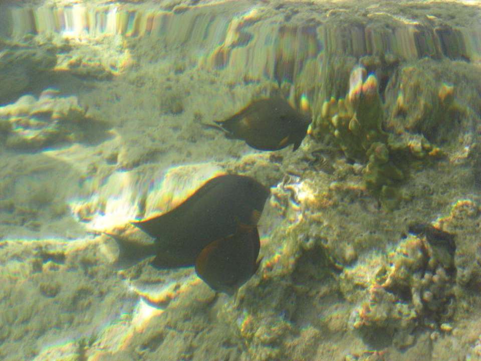 20 cm tiefes Wasser Albatros Sharm Resort