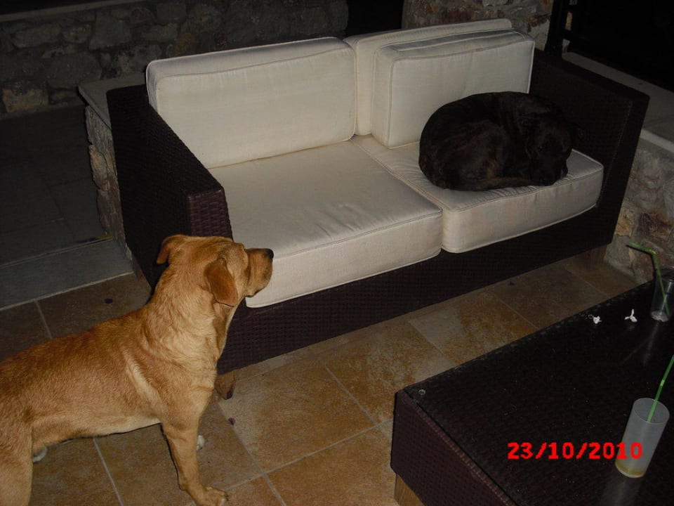 Die Hunde Atlantica Mikri Poli Rhodes