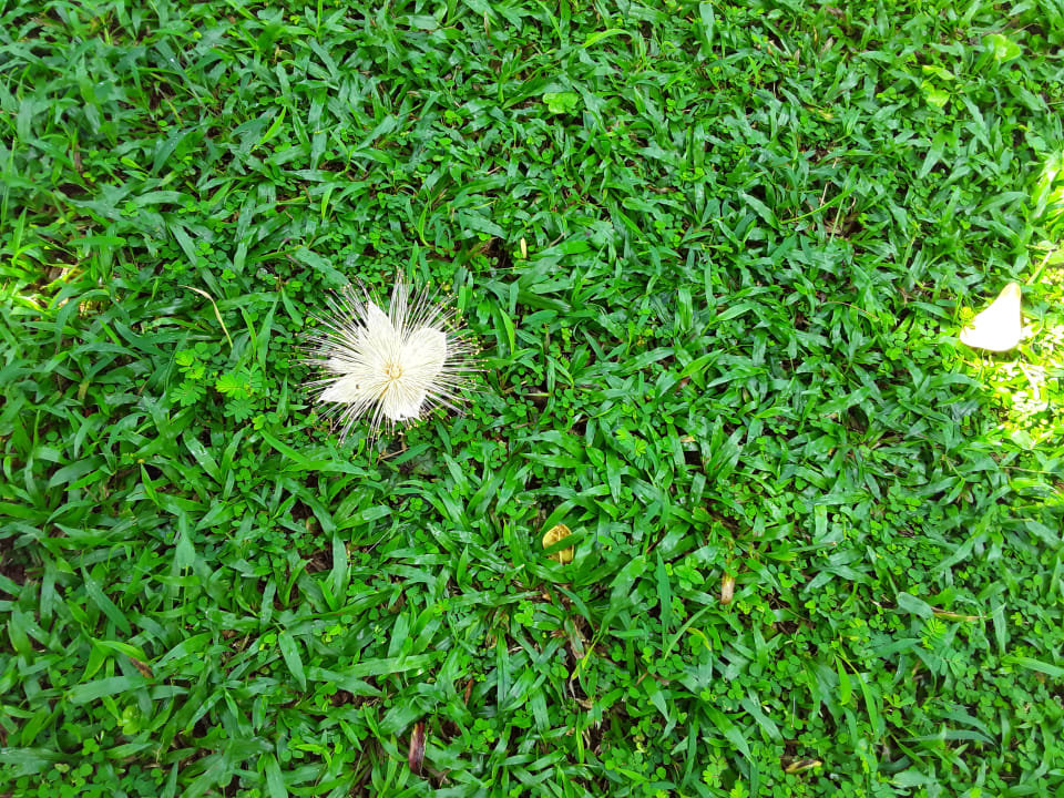 Gartenanlage Bangsak Village